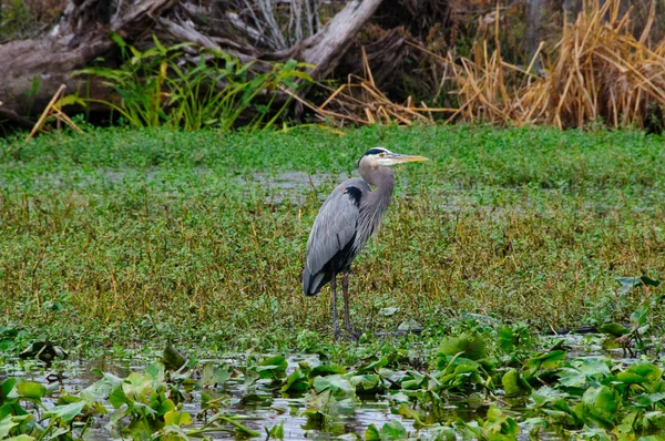 Birds Usa Night Heron Long Legged Bird Green Plants Trees — Photo