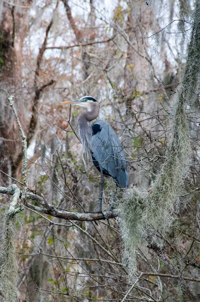 Birds Usa Night Heron Long Legged Bird Green Plants Trees — Photo