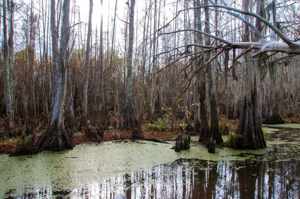 New Orleans, Louisiana 'da ağaçtan sarkan İspanyol yosunu.