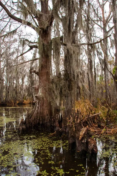 New Orleans, Louisiana 'da ağaçtan sarkan İspanyol yosunu.