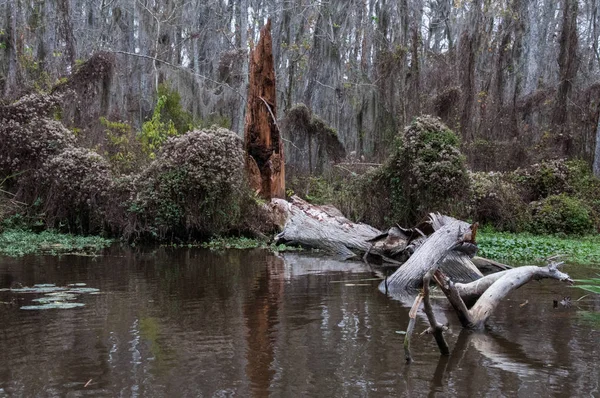 Muschio Spagnolo Appeso Albero New Orleans Louisiana — Foto Stock