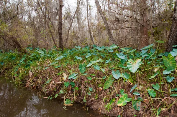 Paisaje Pantanoso Vegetación Acuática Pantano Louisiana — Foto de Stock