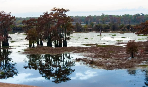 Bataklık Manzarası Selvi Ağaçları Sudan Louisiana Usa — Stok fotoğraf