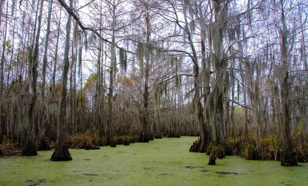 Spanish Moss Hanging Tree New Orleans Louisiana — Stock Photo, Image
