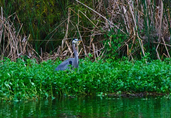 Vögel der USA. Fischreiher machen Jagd auf Fische. Blaureiher — Stockfoto