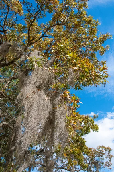 A planta epifítica Tilansia em grandes árvores trava — Fotografia de Stock