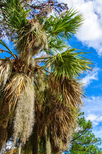 Den epifytiska växten Tilansia på stora träd hänger — Stockfoto