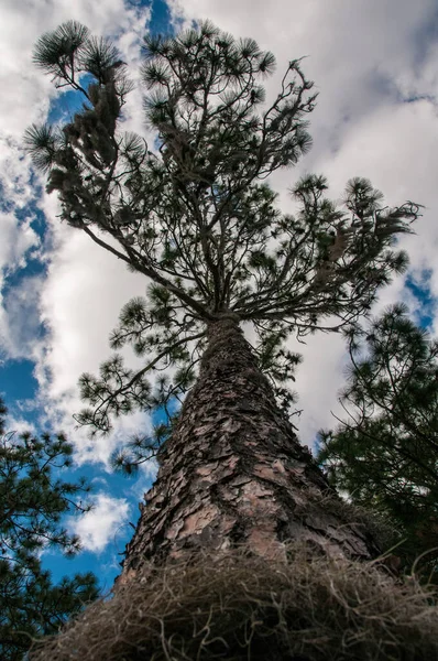 Bodem-boven uitzicht van de stam van een grote boom tegen een blauwe lucht w — Stockfoto