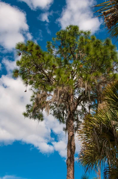 A planta epifítica Tilansia em grandes árvores trava — Fotografia de Stock