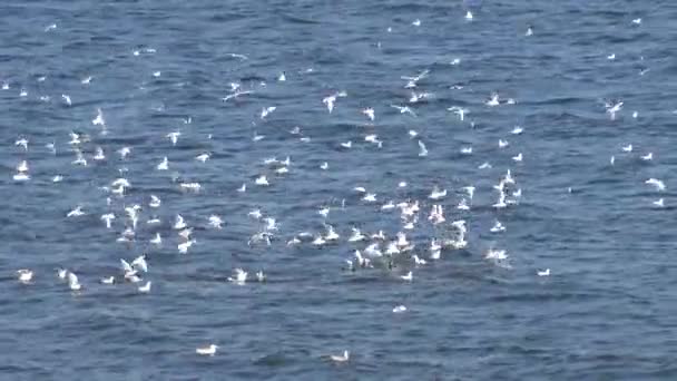 Grande Stormo Gabbiani Cattura Piccoli Pesci Nell Estuario Tiligulsky Ucraina — Video Stock