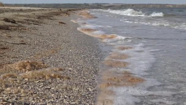 汚れた水 ティリグル河口 ウクライナの砂の唾に微細藻類と茶色の泡 — ストック動画