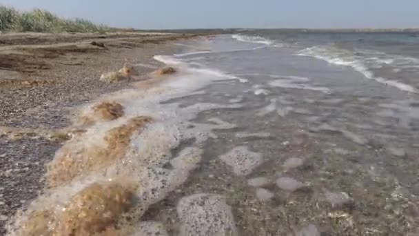 Eau sale, mousse brune avec microalgues sur la flèche sablonneuse de l'estuaire du Tiligul, Ukraine 