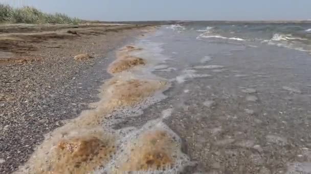 乌克兰提里古河口沙滩上的脏水 带有微藻的褐色泡沫 — 图库视频影像