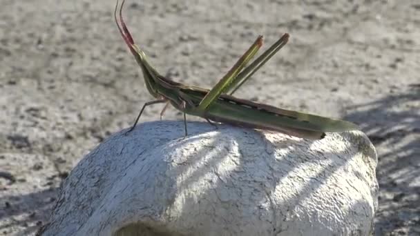 Acrida Ungarica Insecto Sienta Viejo Cráneo Animal Depredador Sobre Fondo — Vídeos de Stock