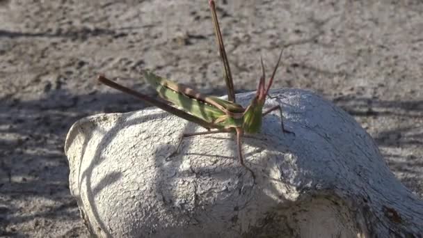 Acrida Ungarica Insecto Sienta Viejo Cráneo Animal Depredador Sobre Fondo — Vídeos de Stock