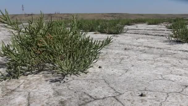 Salicornia Europaea 是一种一年生的盐藻 生长在潮间带盐沼的不同区域 Kuyalnik Estuary 乌克兰 — 图库视频影像