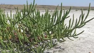Salicornia europaea ya da yaygın olarak bilinen adıyla Glassswort (Glassswort), gelgitler arası tuz bataklığının çeşitli bölgelerinde yetişen bir halofizik yıllık diottur. Kuyalnik Estuary, Ukrayna