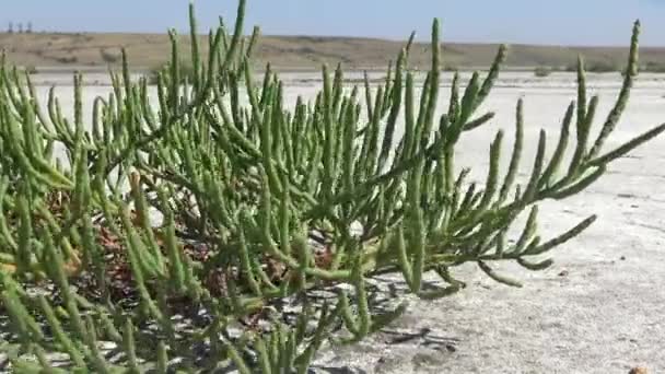 Salicornia Europaea Közismert Nevén Közönséges Üvegféreg Vagy Csak Üvegféreg Egy — Stock videók