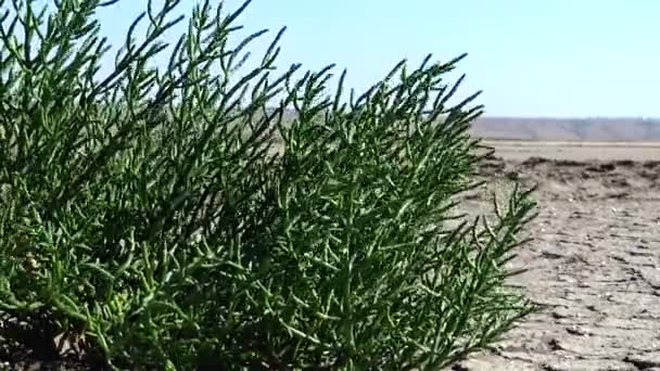 Salicornia Europaea Γνωστή Κοινή Υαλόβεργα Απλά Υαλόβεργα Είναι Μια Αλοφυτική — Αρχείο Βίντεο