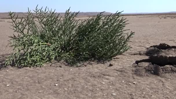 Salicornia Europaea Γνωστή Κοινή Υαλόβεργα Απλά Υαλόβεργα Είναι Μια Αλοφυτική — Αρχείο Βίντεο