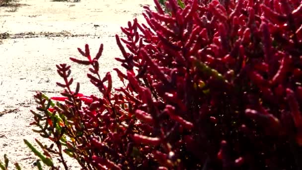 Salicornia Europaea Bekannt Als Gewöhnliches Glaskraut Oder Einfach Glaskraut Ist — Stockvideo