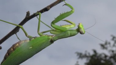 Dişi peygamber devesi (Mantis religiosa) bir çiçeğin üzerinde avını bekliyor, yakından. Ukrayna