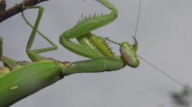 Dişi peygamber devesi (Mantis religiosa) bir çiçeğin üzerinde avını bekliyor, yakından. Ukrayna