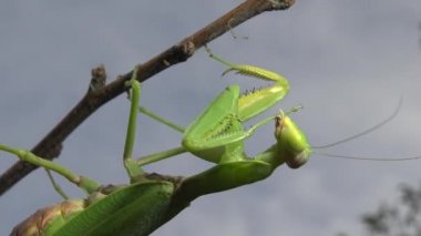 Dişi peygamber devesi (Mantis religiosa) bir çiçeğin üzerinde avını bekliyor, yakından. Ukrayna