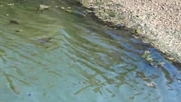 Dirty Water Blue Green Algae Surface Water Wave Waves Canal — Stock Video