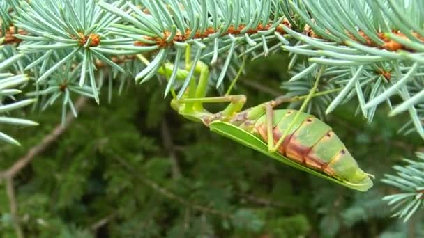 女性ヨーロッパのマンティス Mantis Ligiosa は花で獲物を待っています クローズアップ ウクライナ — ストック動画