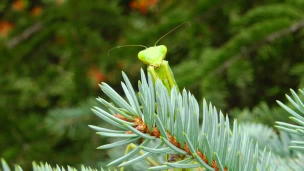 사마귀 Mantis Religiosa 암컷은 꽃에서 먹이를 가까이 기다리고 우크라 — 비디오