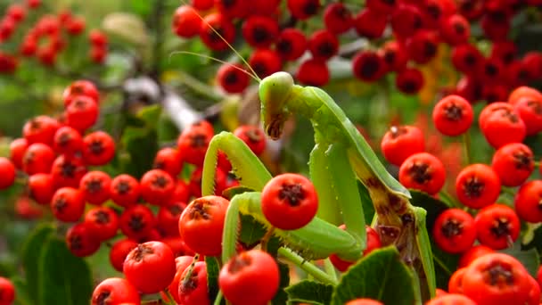 女性ヨーロッパのマンティス Mantis Ligiosa は花で獲物を待っています クローズアップ ウクライナ — ストック動画