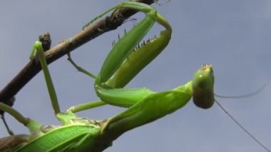 Dişi peygamber devesi (Mantis religiosa) bir çiçeğin üzerinde avını bekliyor, yakından. Ukrayna