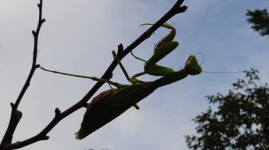 Dişi peygamber devesi (Mantis religiosa) bir çiçeğin üzerinde avını bekliyor, yakından. Ukrayna