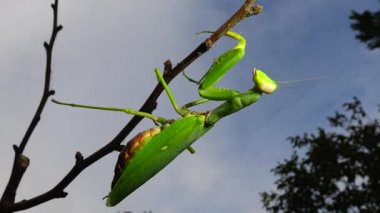 Dişi peygamber devesi (Mantis religiosa) bir çiçeğin üzerinde avını bekliyor, yakından. Ukrayna
