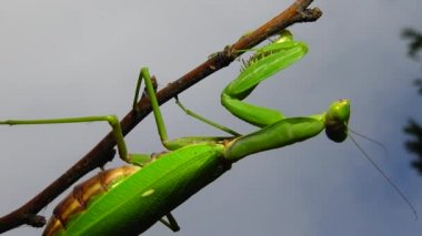 Dişi peygamber devesi (Mantis religiosa) bir çiçeğin üzerinde avını bekliyor, yakından. Ukrayna