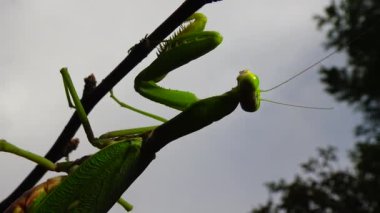 Dişi peygamber devesi (Mantis religiosa) bir çiçeğin üzerinde avını bekliyor, yakından. Ukrayna