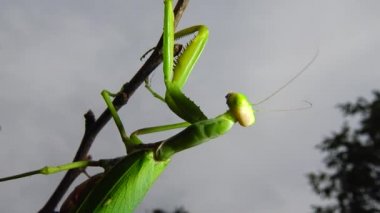 Dişi peygamber devesi (Mantis religiosa) bir çiçeğin üzerinde avını bekliyor, yakından. Ukrayna