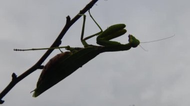 Dişi peygamber devesi (Mantis religiosa) bir çiçeğin üzerinde avını bekliyor, yakından. Ukrayna