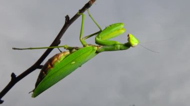 Dişi peygamber devesi (Mantis religiosa) bir çiçeğin üzerinde avını bekliyor, yakından. Ukrayna