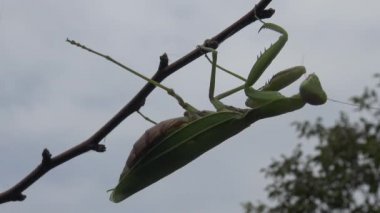 Dişi peygamber devesi (Mantis religiosa) bir çiçeğin üzerinde avını bekliyor, yakından. Ukrayna