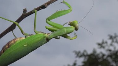 Dişi peygamber devesi (Mantis religiosa) bir çiçeğin üzerinde avını bekliyor, yakından. Ukrayna