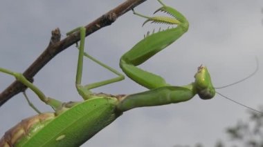 Dişi peygamber devesi (Mantis religiosa) bir çiçeğin üzerinde avını bekliyor, yakından. Ukrayna