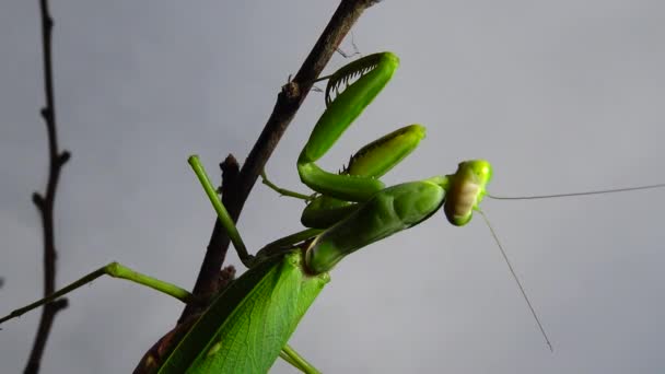 女性ヨーロッパのマンティス Mantis Ligiosa は花で獲物を待っています クローズアップ ウクライナ — ストック動画