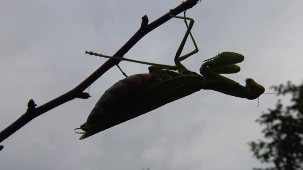 欧洲螳螂 Mantis Religiosa 正等着它的猎物在花朵上 乌克兰 — 图库视频影像