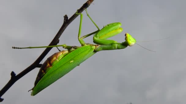 Weibchen Wartet Die Europäische Gottesanbeterin Mantis Religiosa Großaufnahme Auf Ihre — Stockvideo