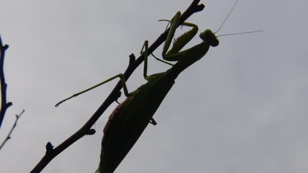 女性ヨーロッパのマンティス Mantis Ligiosa は花で獲物を待っています クローズアップ ウクライナ — ストック動画