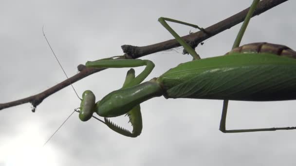 Female European Mantis Mantis Religiosa Waiting Its Prey Flower Close — Stockvideo