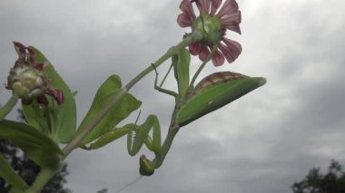 Dişi peygamber devesi (Mantis religiosa) bir çiçeğin üzerinde avını bekliyor, yakından. Ukrayna