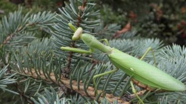 Dişi peygamber devesi (Mantis religiosa) bir çiçeğin üzerinde avını bekliyor, yakından. Ukrayna